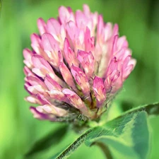 Medium Red Clover Cover Crop Seeds Inoculated I FREE SHIPPING!