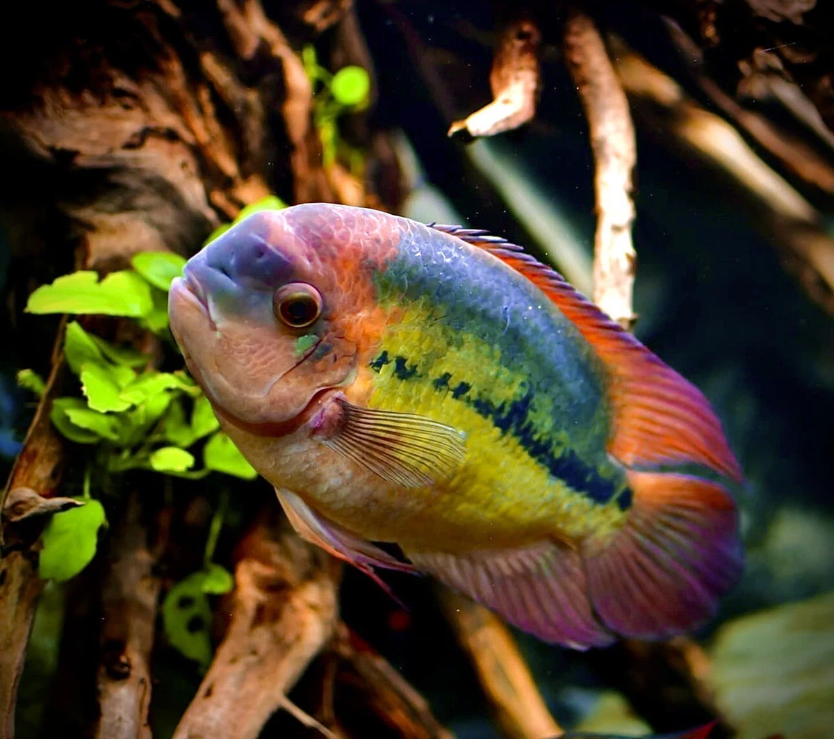 CHOCOLATE CICHLID Hypselecara Temporalis 4 5CM eBay