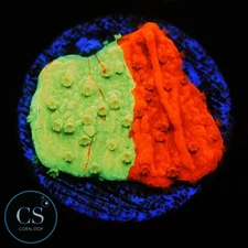 CS WWC GRAFTED MONTI - WYSIWYG LIVE CORAL