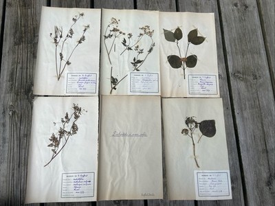   LOT OF 5 HERBARIUMS - 1939 - PLANTS IDENTIFIED WITH PLACE DATE VINTAGE FLOWER