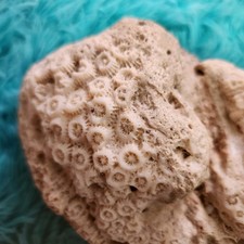 EXTREMLY RARE Natural White Brain  Coral + 5 Surprise Shells/corals