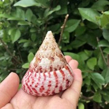 Tiered Natural Conch Shell Ornament Sea Snail Fish Tank Landscape Decor Gift DIY