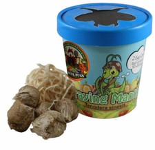 Praying Mantis Egg Case With Hatching Habitat...