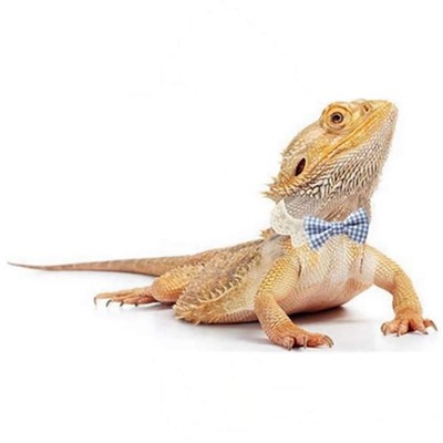Lizard Clothes Bearded Dragons Blue White Plaid S (6-10cm), 