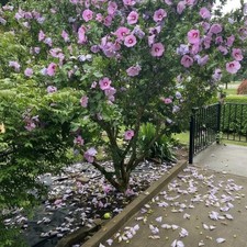 100 Pink Hibiscus Seeds   Large Summer Blooms for Home Gardens