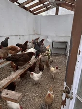 12 Fertile Chicken Hatching Eggs Barnyard Mix Fresh Wyandotte Possible!