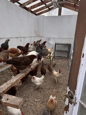 12 Fertile Chicken Hatching Eggs Barnyard Mix Fresh Wyandotte Possible!