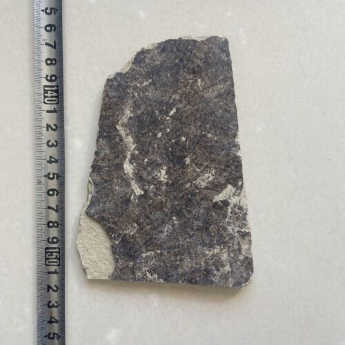 Chinesische echte Monjurosuchus Choristodera Fossil seltene Sammlung - Bild 2 von 3