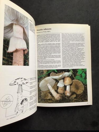 I nostri funghi Le Amanite di E.G.Merlo e M.Traverso 1983 Editrice Sagep. (8)b - Foto 11 di 12