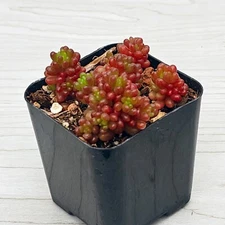 Succulent Live Plant - Sedum Rubrotinctum Redberry - In 2" Pot