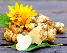 JERUSALEM ARTICHOKE Sunchoke Sunroot Helianthus Tuberosus Yellow flower 4 TUBERS