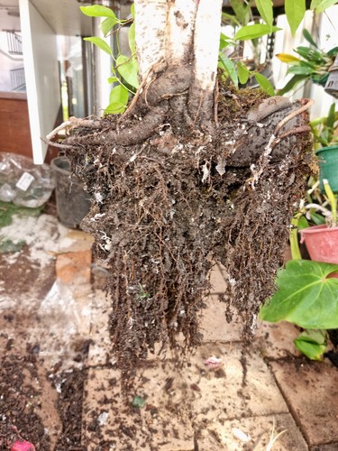 Bonsai Grove Fig Trees - Picture 5 of 10