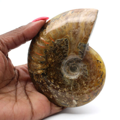 Ammonite polie 255gr 100mm Madagascar