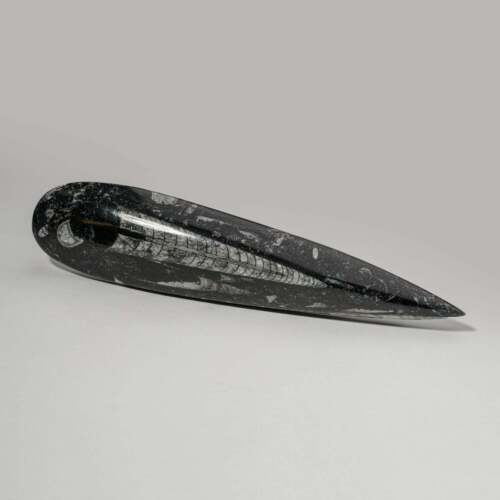 Genuine Polished Orthoceras Fossil (168.8 grams) - Picture 1 of 4