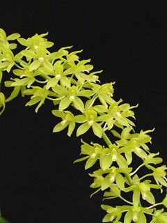 Grammatophyllum scriptum var. citrinum 01