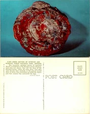 Petrified Forest Ntl Park AZ Cross Section log Postcard Unused (40821)