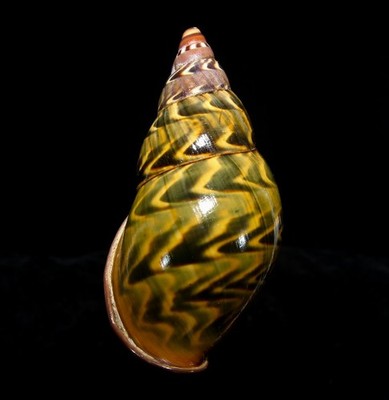 LAND SNAIL, SHELL - Sultana yatesi - RARE, SELECTED, BIG 83.6MM, PERU