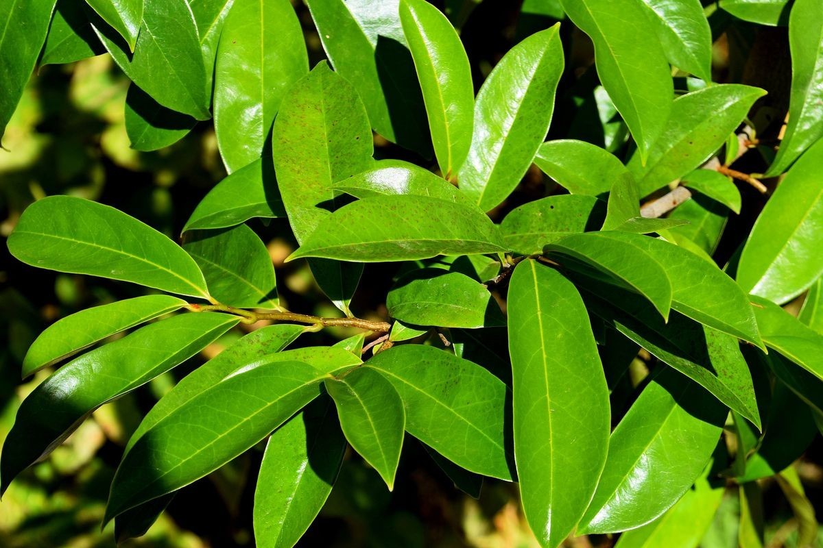 Soursop Leaves Tea 30 Bags Herbal Guanabana Graviola Annona Muricata
