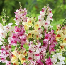 Snapdragon BRIGHTON ROCK Variegated Blooms Hummingbirds Non-GMO 1000 Seeds