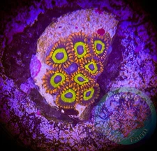 SAF~ “WYSIWYG” Fruit Loops Zoanthid Coral Frag, Palythoa, Paly, Zoa
