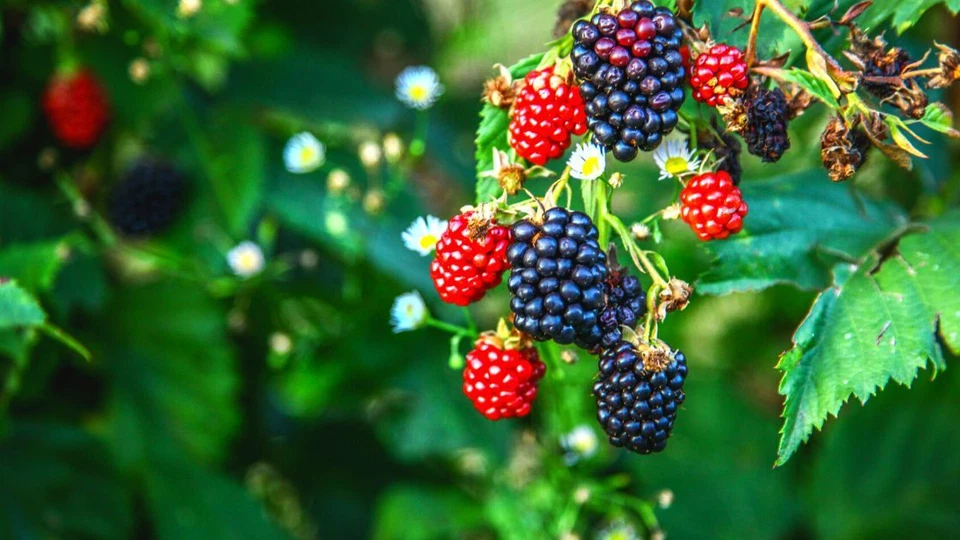 125 Blackberry Seeds, USA Seller Free Shipping Fruit Seeds Fragrant - Image 3 of 4