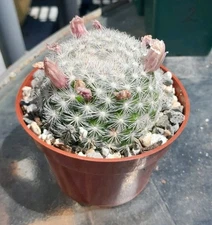 Mammillaria Schwartzii Cactus Ships In A 4" Pot Blooms Light Pink Flowers!
