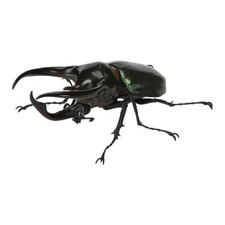 Figura de acción Bandai Rhinoceros Beetle 06 Atlas Beetle Chalcosoma atlas Japón