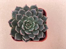 Echeveria Olivia Live Succulents Plant 2” Fully Rooted