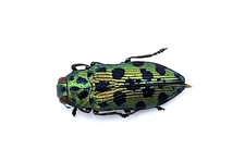 Buprestidae, Ovalisia sp., A1, 12 mm, Vietnam, #BP457