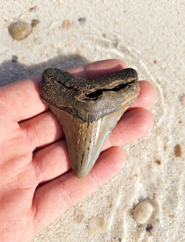 MEGALODON Shark Tooth. 100% Authentic 2.85" prehistoric fossil.