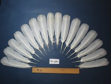 16 Pcs White Turkey Tail Feathers, Fly Tying Materials (Fiber 40-55mm) (W-482)