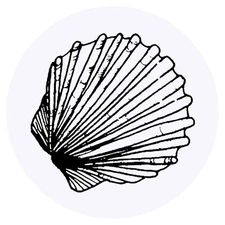 24 x 'Scallop Shell' Stickers (SK00009101)