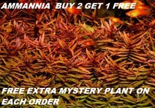 Ammania gracilis Red Bunch Live Aquarium Plants Tank Freshwater BUY2GET1FREE