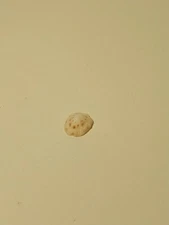 Hand Picked Jamaican Sea Shell - Patelloida Pustalata 'Spotted Limpet'