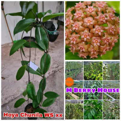 Hoya Chunila WS xx Plant 4