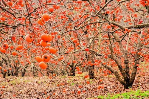American Persimmon Tree – Live Plant in Quart Pot (6–12" Tall)