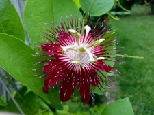~~LADY MARGARET~~Red Burgundy Passion Flower Vine Fragrant Live Plant Passiflora