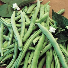 KENTUCKY WONDER BUSH GREEN BEAN SEEDS 1.5oz 100 SEEDS