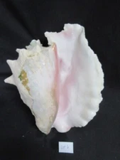 Beautiful Large 9.25" Long Pink All Natural 3 Pound Bahamian Conch Shell #6