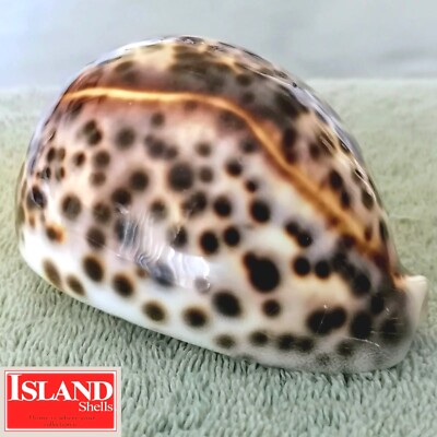 Cypraea tigris f. schilderiana #2  102.3mm BIG! GORGEOUS BEAUTY from Hawaii