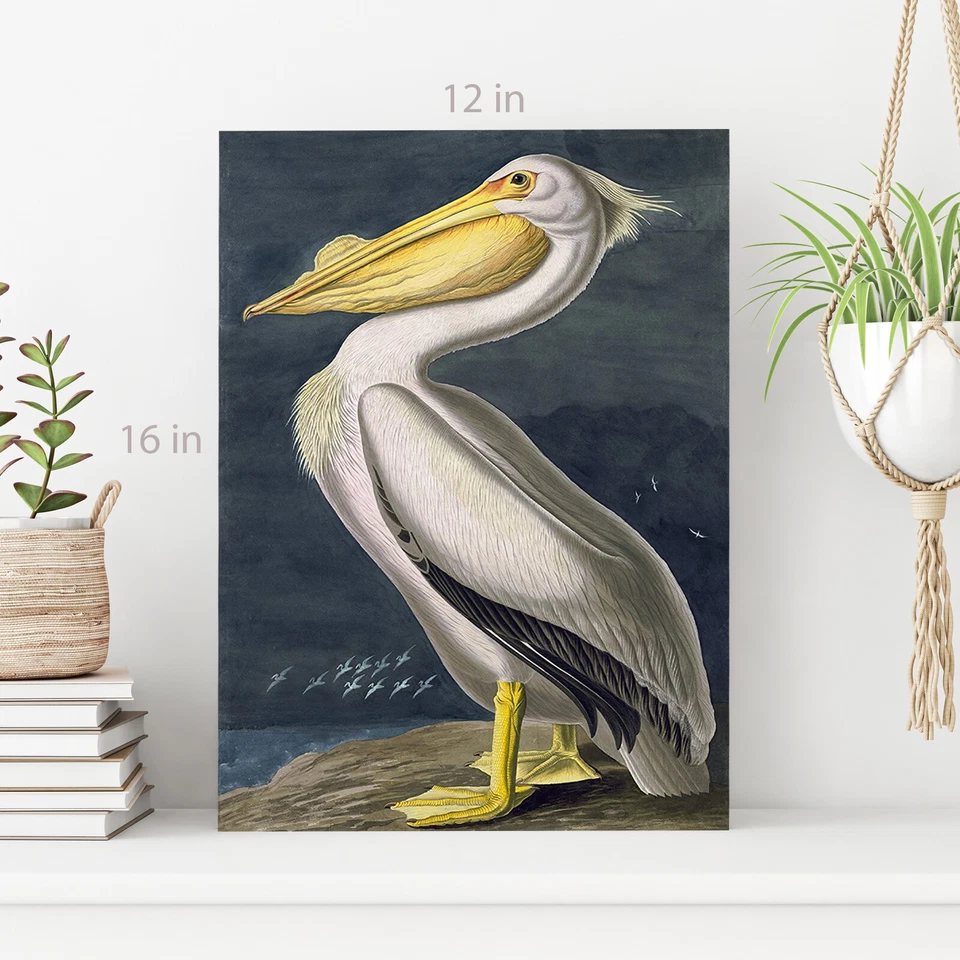 Arte en lienzo American White Pelican de John James Audubon arte de pared impresión de cuadro Foto 4 de 4