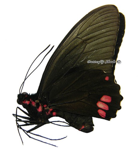 Mariposa/Papilionidae sin montar - Parides sesostris sesostris, macho, Perú - Imagen 2 de 2
