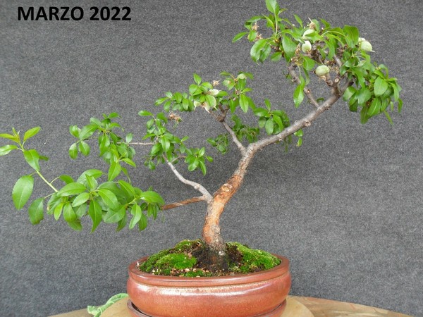 BONSAI PRUNUS DULCIS  ALMENDRO 16 AÑOS  .  ALTURA  40 cms . NEBARI 8 cms