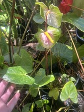 Anthurium Tropical Potted Seedling Green Broadleaf Indoor Medium Sun Houseplant
