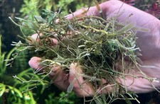 2 Types Of Macro Algae Mix . chaeto And caulerpa mini  macroalgae