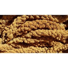 Premium Golden Millet Sprays, Natural Nutritious Treat for Pet Birds