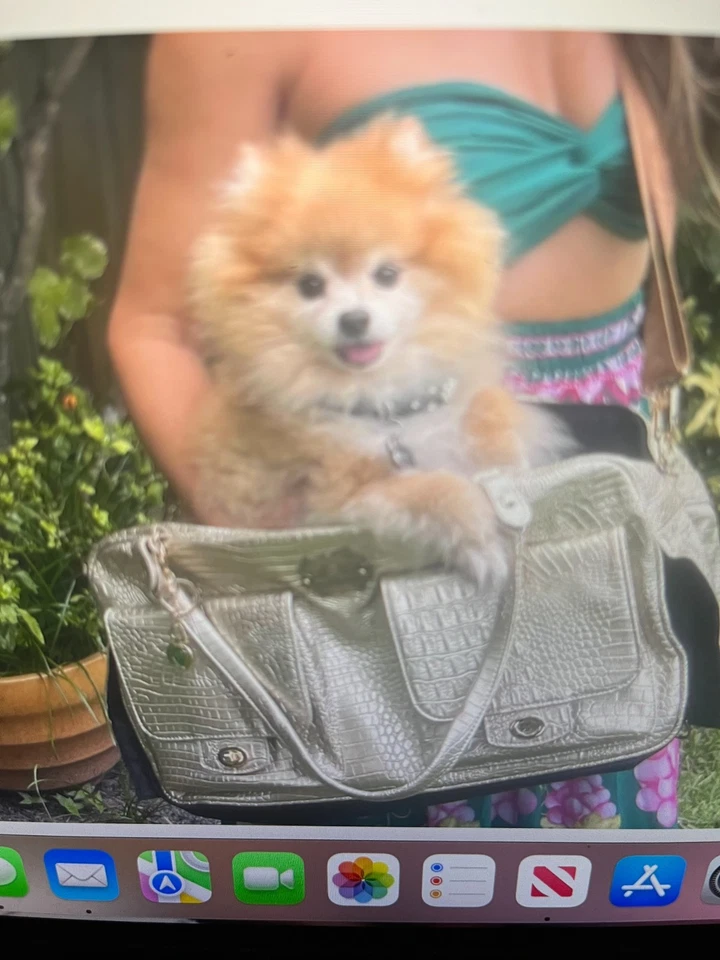 Porta mascotas cocodrilo dorado de lujo con cubierta antipolvo nuevo sin etiquetas Foto 3 de 4