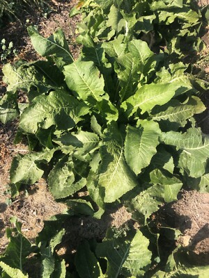 FRESH HORSERADISH ROOT, ORGANIC: 12 Oz, FOR EATING, Harvested