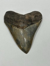 MEGALODON SHARK TOOTH REAL FOSSIL - 5 1/2 SHARK TOOTH