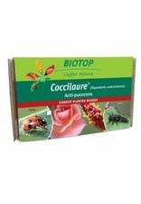 50 Nymphs Ladybugs Coccilaure Anti Aphid